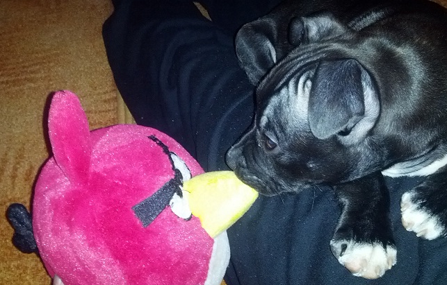 Angry bird