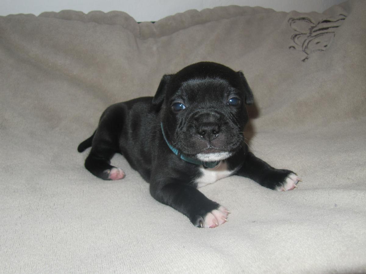 Little devil